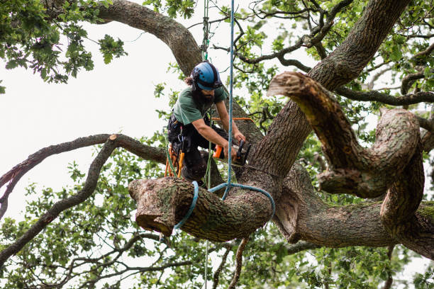 Pennsboro, WV Tree Care Company