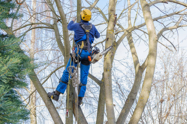 How Our Tree Care Process Works  in  Pennsboro, WV